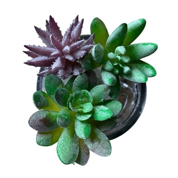 DRINK TUMBLER 🪴 | Succulent Planter Drink Tumbler - Picture 5 of 6